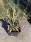 Preview: Leuchtenbergia principis v. trachythele